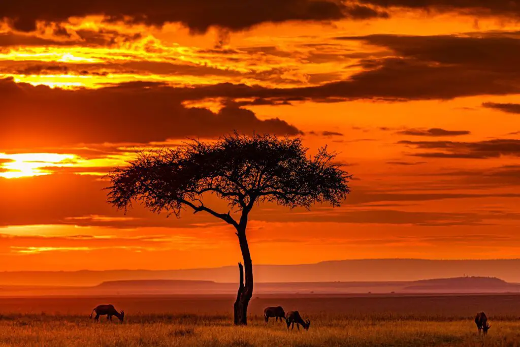 wildlife sunset over the plains of Kenya