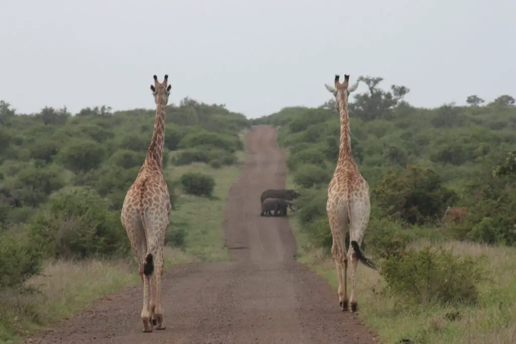 In the heart of Kruger's web of roads lies a world of untamed encounters with nature's finest residents.