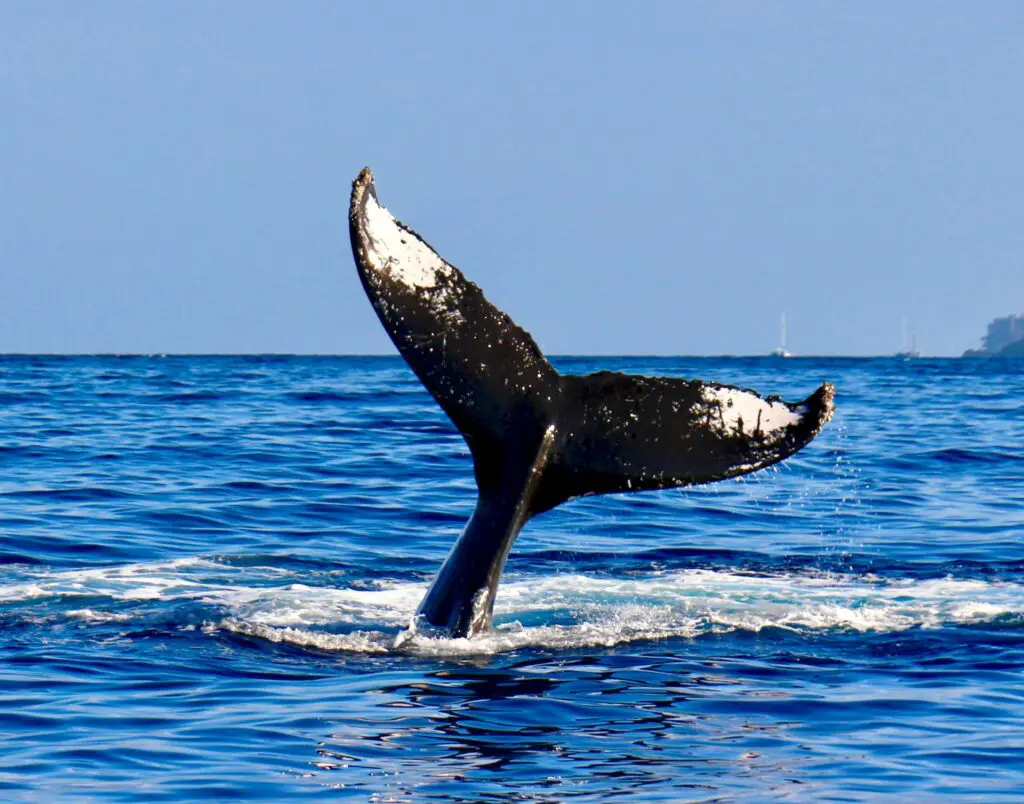 Whale watching in Hawaii